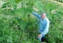 У Овћињи Живорад Гајић засадио кинеско дрво пауловнију