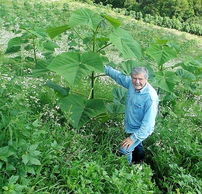 У Овћињи Живорад Гајић засадио кинеско дрво пауловнију