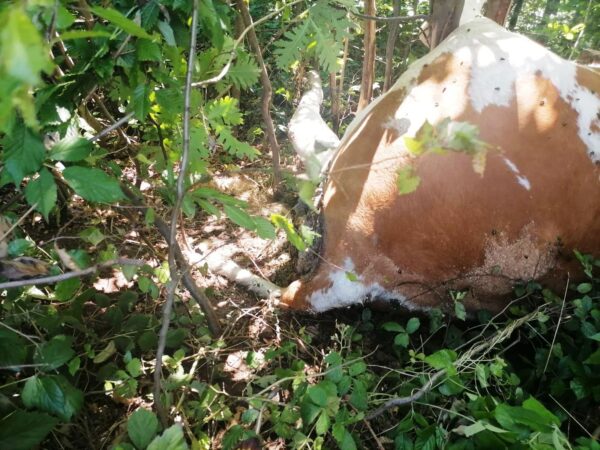 Заклана крава пронађена у шумарку
