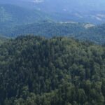 Огласио се НП Тара поводом информација о прекомерној сечи