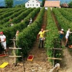 Саветник за произвођаче малине: ХИГИЈЕНА БЕРБЕ МАЛИНЕ