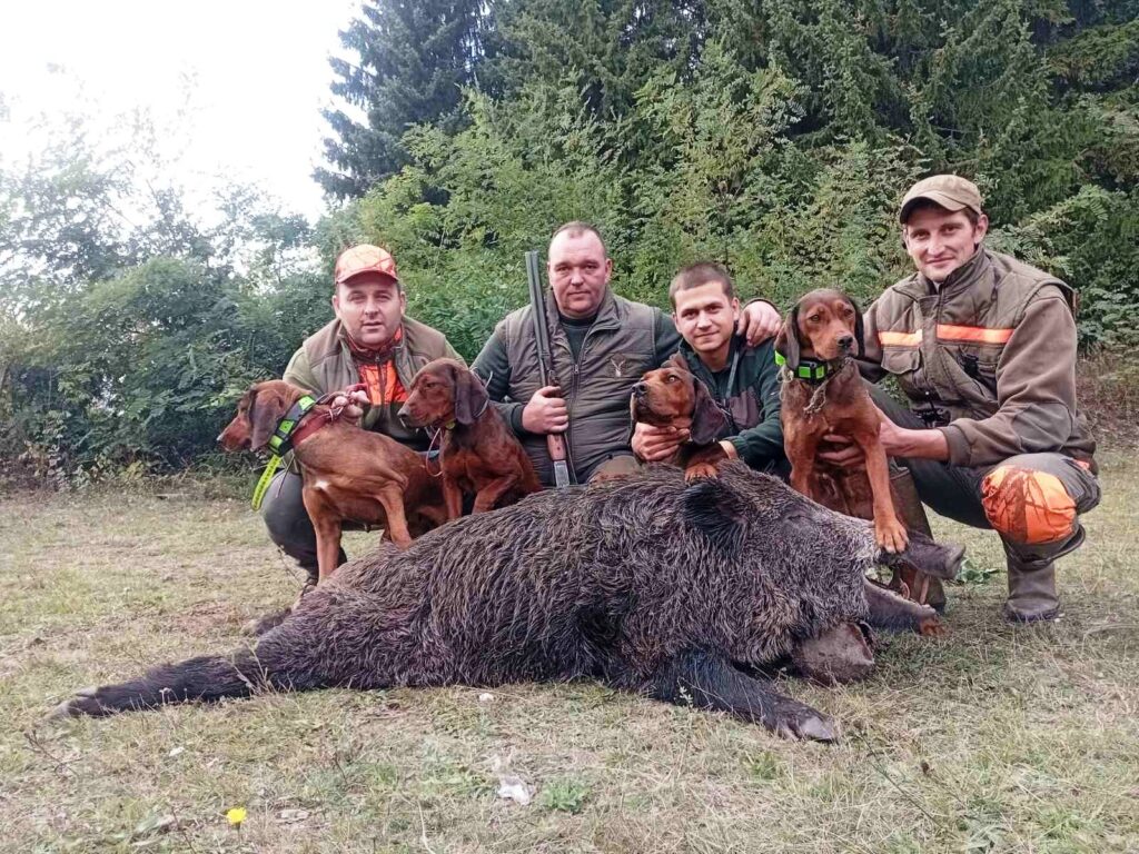 Одтрељени вепар у Заглавку